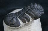 Phacops Trilobite From Morocco #8031-1